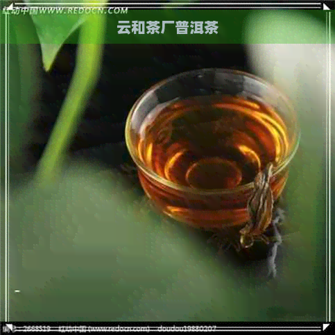 云和茶厂普洱茶