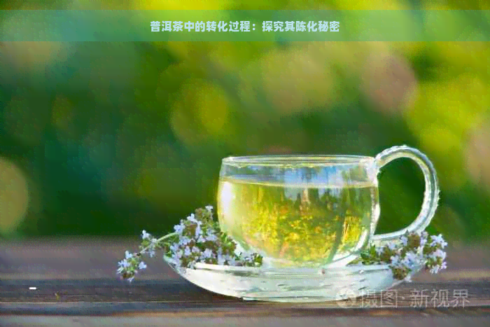 普洱茶中的转化过程：探究其陈化秘密