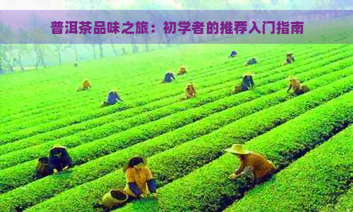 普洱茶品味之旅：初学者的推荐入门指南