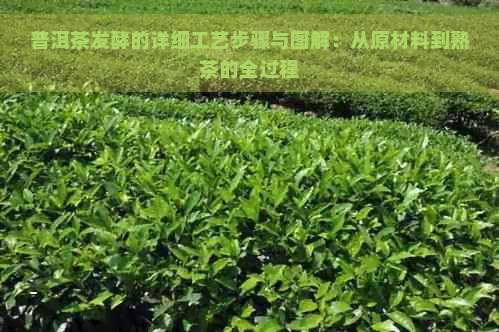 普洱茶发酵的详细工艺步骤与图解：从原材料到熟茶的全过程