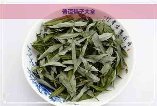 普洱茶子大全