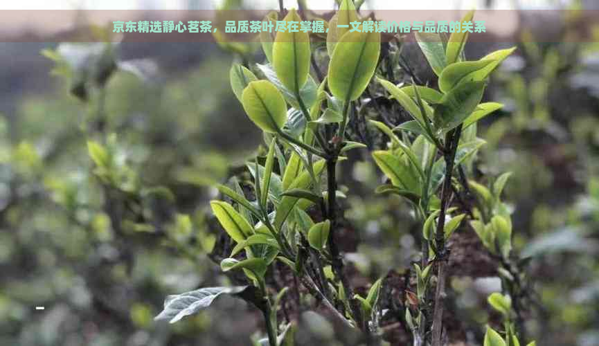 京东精选静心茗茶，品质茶叶尽在掌握，一文解读价格与品质的关系