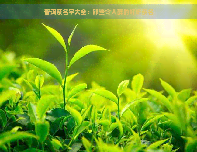 普洱茶名字大全：那些令人醉的好听茶名