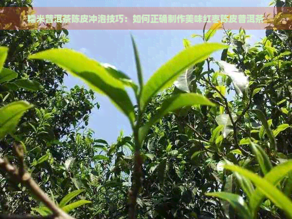 糯米普洱茶陈皮冲泡技巧：如何正确制作美味红枣陈皮普洱茶