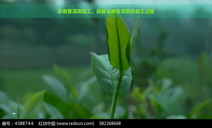 云南普洱茶加工，探秘云南普洱茶的加工过程