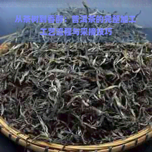 从茶树到香醇：普洱茶的完整加工工艺流程与采摘技巧