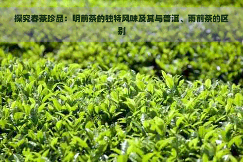 探究春茶珍品：明前茶的独特风味及其与普洱、雨前茶的区别