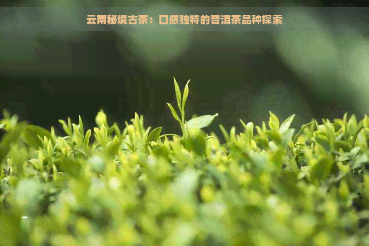 云南秘境古茶：口感独特的普洱茶品种探索