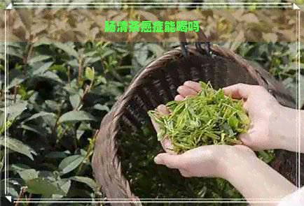 肠清茶癌症能喝吗