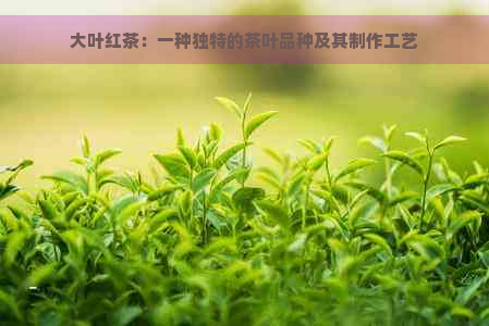 大叶红茶：一种独特的茶叶品种及其制作工艺