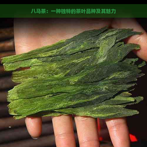 八马茶：一种独特的茶叶品种及其魅力