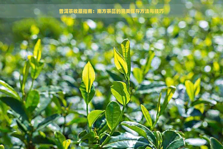 普洱茶收藏指南：南方茶品的完美保存方法与技巧