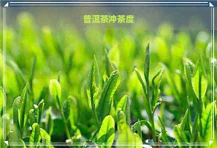 普洱茶冲茶度