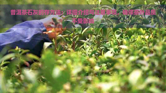 普洱茶石灰的存方法：详细介绍与注意事项，确保茶叶品质不受影响