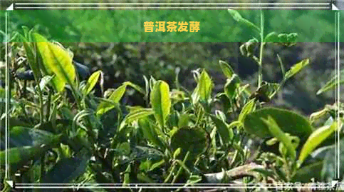 普洱茶发酵