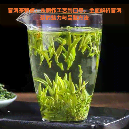 普洱茶特点：从制作工艺到口感，全面解析普洱茶的魅力与品鉴方法