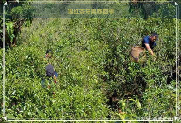 喝红茶牙黑咋回事