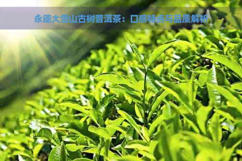 永德大雪山古树普洱茶：口感特点与品质解析