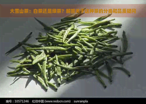 大雪山茶：白茶还是绿茶？解答关于这种茶的分类和品质疑问