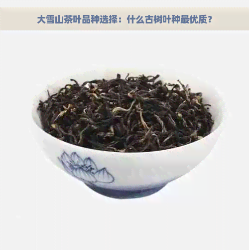 大雪山茶叶品种选择：什么古树叶种更优质？