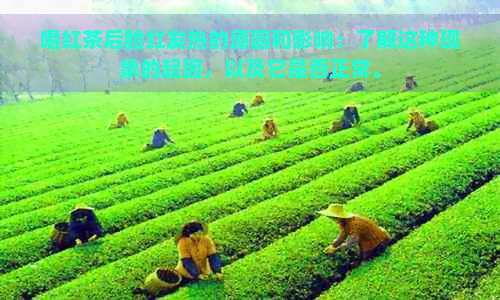 喝红茶后脸红发热的原因和影响：了解这种现象的起因，以及它是否正常。