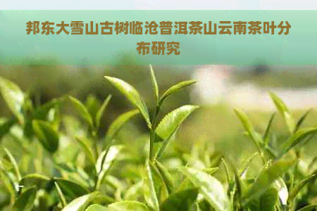 邦东大雪山古树临沧普洱茶山云南茶叶分布研究