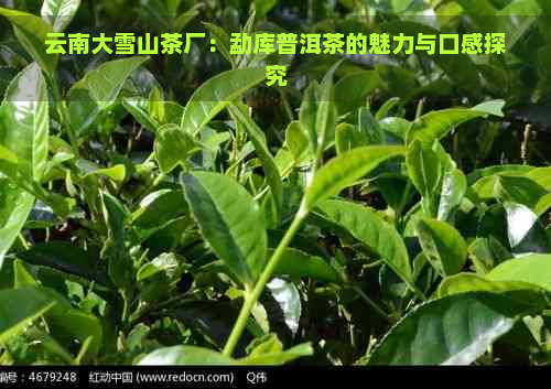 云南大雪山茶厂：勐库普洱茶的魅力与口感探究