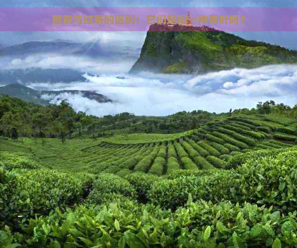 藤茶与红茶的区别：它们是同一种茶叶吗？