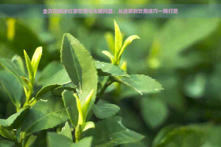 全方位解决红茶饮用与失眠问题：从选茶到饮用技巧一网打尽