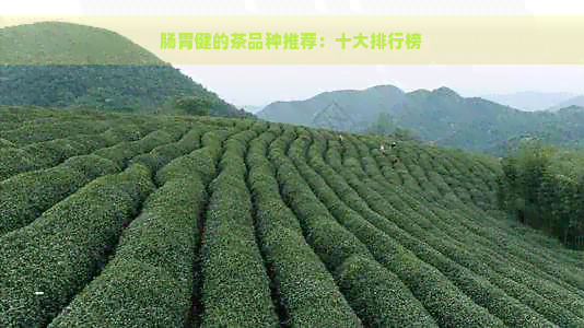 肠胃健的茶品种推荐：十大排行榜