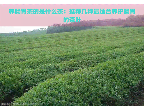 养肠胃茶的是什么茶：推荐几种最适合养护肠胃的茶叶