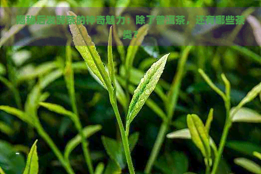 揭秘后发酵茶的神奇魅力：除了普洱茶，还有哪些茶类？