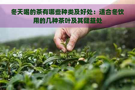 冬天喝的茶有哪些种类及好处：适合冬饮用的几种茶叶及其健益处