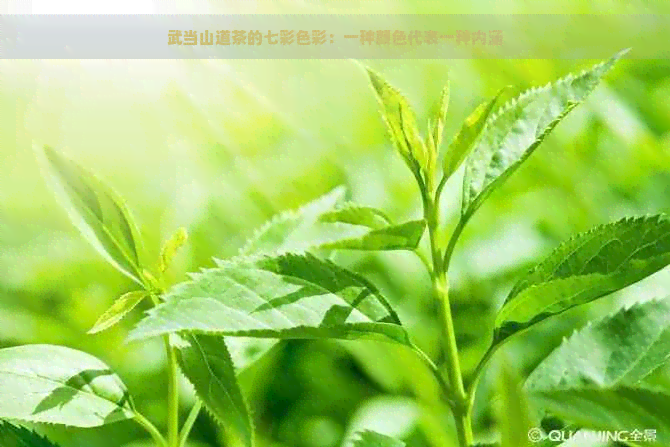 武当山道茶的七彩色彩：一种颜色代表一种内涵