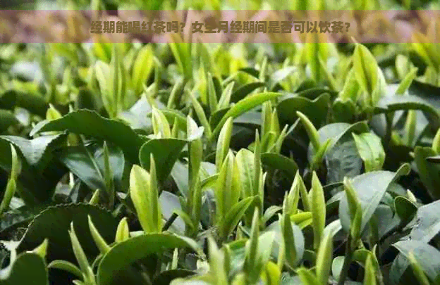 经期能喝红茶吗？女生月经期间是否可以饮茶？