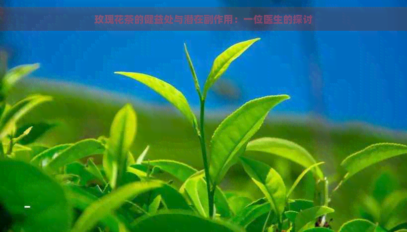 玫瑰花茶的健益处与潜在副作用：一位医生的探讨