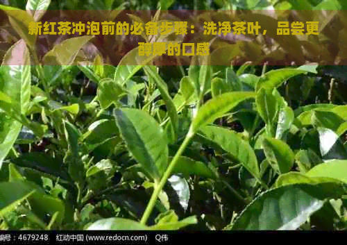 新红茶冲泡前的必备步骤：洗净茶叶，品尝更醇厚的口感