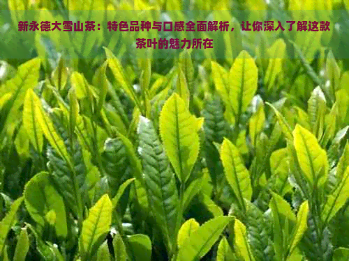 新永德大雪山茶：特色品种与口感全面解析，让你深入了解这款茶叶的魅力所在