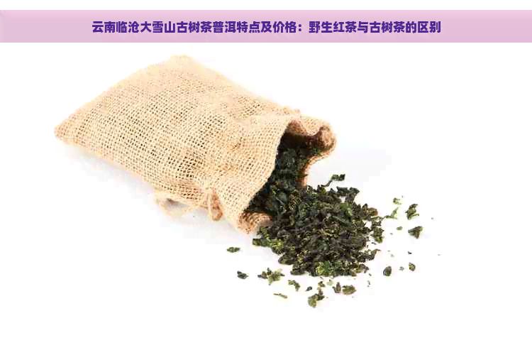 云南临沧大雪山古树茶普洱特点及价格：野生红茶与古树茶的区别