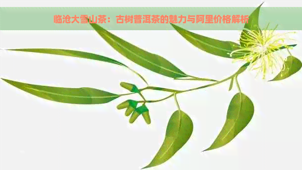 临沧大雪山茶：古树普洱茶的魅力与阿里价格解析