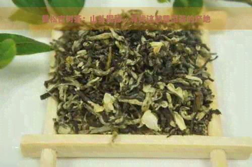 曼松古树茶：山头揭秘，寻找这款普洱茶的产地