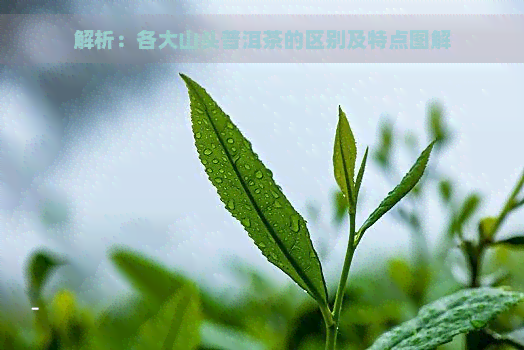 解析：各大山头普洱茶的区别及特点图解