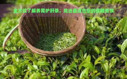 全方位了解养胃护肝茶，挑选最适合您的保健茶饮