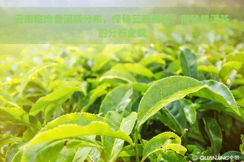 云南临沧普洱茶分布，探秘云南临沧：揭秘普洱茶的分布全貌