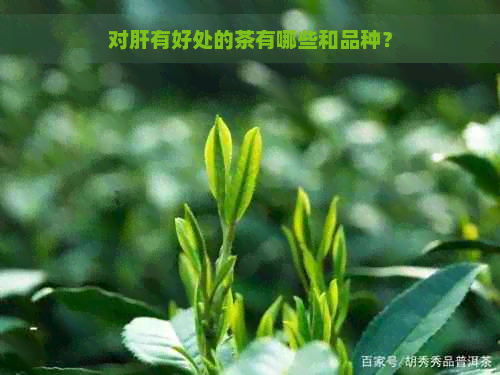 对肝有好处的茶有哪些和品种？