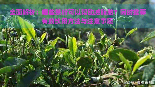 全面解析：哪些茶叶可以帮助减脂肪？同时推荐有效饮用方法与注意事项