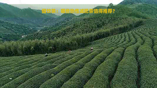 健饮茶：哪些热性减肥茶值得推荐？