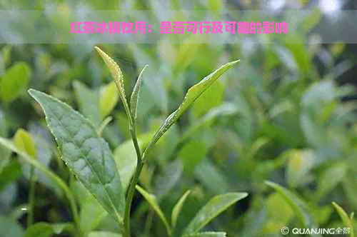 红茶冰镇饮用：是否可行及可能的影响