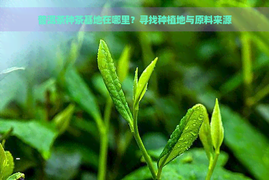 普洱茶种茶基地在哪里？寻找种植地与原料来源