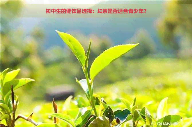 初中生的健饮品选择：红茶是否适合青少年？